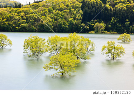 五月の錦秋湖水没林 139552150