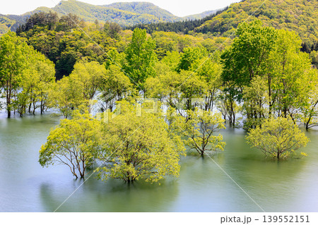 五月の錦秋湖水没林 五月の錦秋湖水没林 139552151
