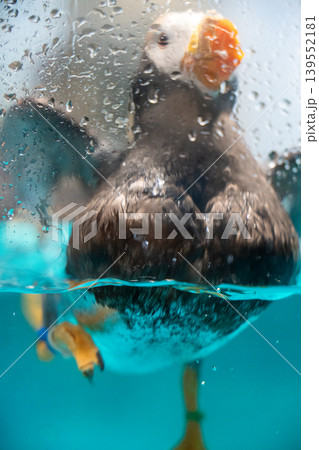 水滴と水中のパフィン 139552181