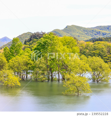 五月の錦秋湖水没林 五月の錦秋湖水没林 139552228