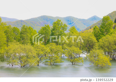 五月の錦秋湖水没林 五月の錦秋湖水没林 139552229