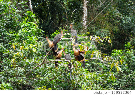 Hoatzin birds perched in a tree in Cuyabeno Reserve 139552364