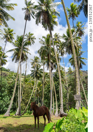 Horse standing under coconut trees in Hiva Oa, Marquesas Islands, French Polynesia Horse standing under coconut trees in Hiva Oa, Marquesas Islands, French Polynesia 139552367