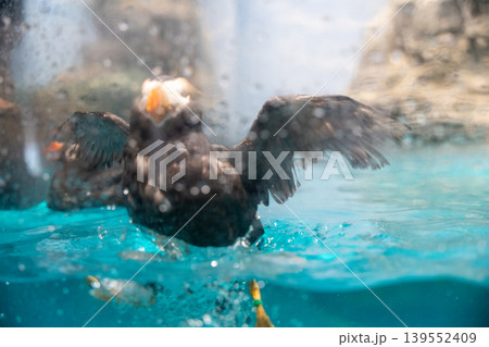 水中を羽ばたく海鳥 水中を羽ばたく海鳥 139552409