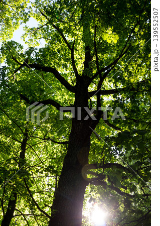 Bottom up view of tall trees in the forest Bottom up view of tall trees in the forest 139552507