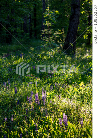 A vertical view of a sunny lawn near a grove. Lush green grass and wild flowers 139552557