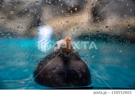 水滴のガラス越しの水鳥 水滴のガラス越しの水鳥 139552603