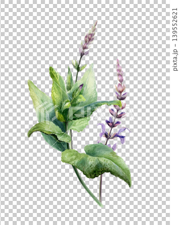Sage herb plant watercolor illustration. Salvia officinalis branch with purple flowers and green leaves for pharmaceutical oral care packaging, herbal tea label, organic spice and aroma design Sage herb plant watercolor illustration. Salvia officinalis branch with purple flowers and green leaves for pharmaceutical oral care packaging, herbal tea label, organic spice and aroma design 139552621