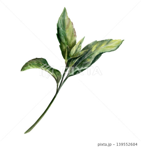 Fresh peppermint sprig in botanical watercolor style. Medicinal mentha herb branch for pharmaceutical syrup packaging, apothecary herbal tea label, organic medicine design and cosmetic branding 139552684