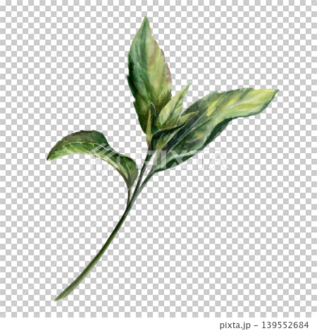 Fresh peppermint sprig in botanical watercolor style. Medicinal mentha herb branch for pharmaceutical syrup packaging, apothecary herbal tea label, organic medicine design and cosmetic branding 139552684