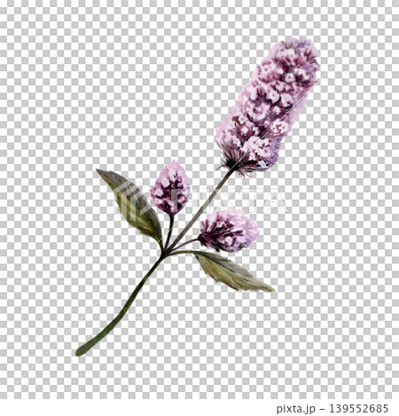 Peppermint flower sprig in botanical watercolor style. Medicinal mentha herb for pharmaceutical cough syrup packaging, apothecary herbal tea label, organic medicine design and cosmetic branding Peppermint flower sprig in botanical watercolor style. Medicinal mentha herb for pharmaceutical cough syrup packaging, apothecary herbal tea label, organic medicine design and cosmetic branding 139552685