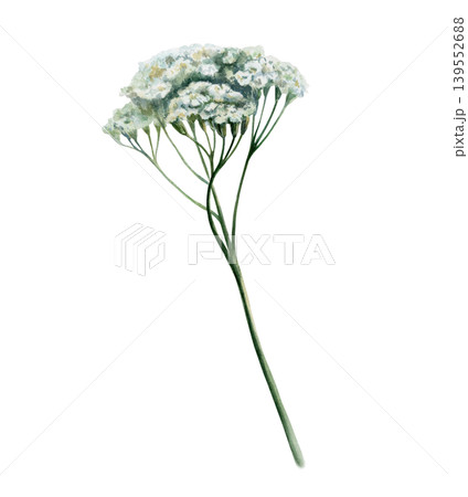 Yarrow plant with stem in watercolor. White achillea millefolium for organic healthcare packaging, herbal tincture label, female wellness branding and botanical medicinal pharmacy clipart art Yarrow plant with stem in watercolor. White achillea millefolium for organic healthcare packaging, herbal tincture label, female wellness branding and botanical medicinal pharmacy clipart art 139552688