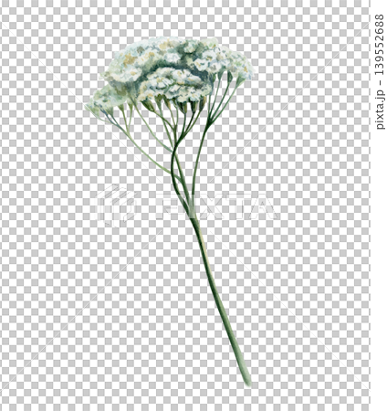 Yarrow plant with stem in watercolor. White achillea millefolium for organic healthcare packaging, herbal tincture label, female wellness branding and botanical medicinal pharmacy clipart art Yarrow plant with stem in watercolor. White achillea millefolium for organic healthcare packaging, herbal tincture label, female wellness branding and botanical medicinal pharmacy clipart art 139552688
