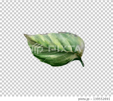 Peppermint leaf in botanical watercolor style. Fresh medicinal mentha foliage for pharmaceutical syrup packaging, apothecary herbal tea label, organic remedy design and natural skincare graphics Peppermint leaf in botanical watercolor style. Fresh medicinal mentha foliage for pharmaceutical syrup packaging, apothecary herbal tea label, organic remedy design and natural skincare graphics 139552691