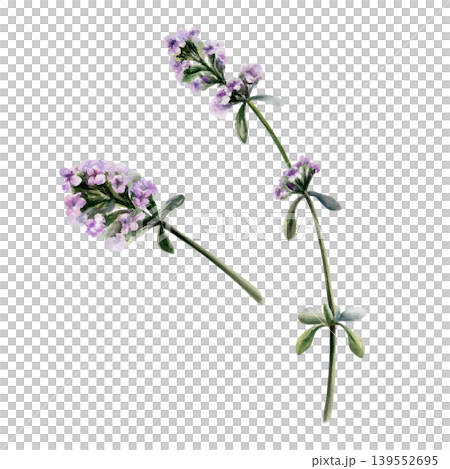 Thyme flowers and sprigs in watercolor. Purple thymus vulgaris for organic cough syrup packaging, herbal tea label design, holistic wellness branding and botanical medicinal pharmacy clipart art 139552695