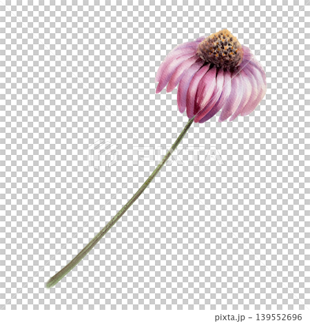 Echinacea purpurea plant in watercolor. Medicinal coneflower with stem for organic immunity tincture packaging, herbal extract label design, holistic medicine branding and botanical pharmacy art Echinacea purpurea plant in watercolor. Medicinal coneflower with stem for organic immunity tincture packaging, herbal extract label design, holistic medicine branding and botanical pharmacy art 139552696