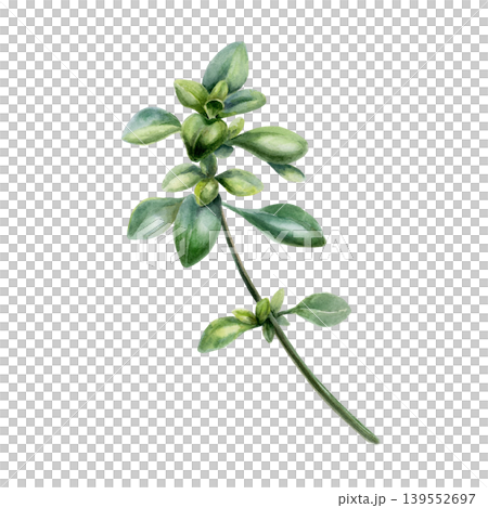 Thyme sprig in watercolor illustration. Green thymus vulgaris for organic cough syrup packaging, herbal antiseptic label design, holistic medicine branding and botanical apothecary clipart art 139552697