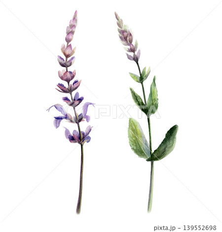Sage flowers and branch in watercolor. Purple salvia officinalis for organic aromatherapy packaging, herbal tea label design, holistic wellness branding and botanical medicinal pharmacy art 139552698