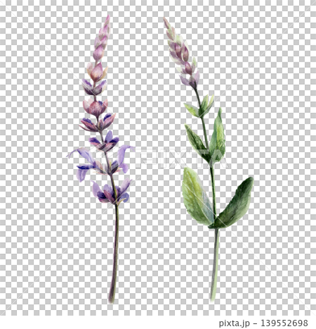 Sage flowers and branch in watercolor. Purple salvia officinalis for organic aromatherapy packaging, herbal tea label design, holistic wellness branding and botanical medicinal pharmacy art 139552698