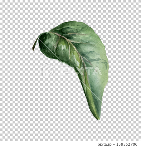 Echinacea leaf in realistic watercolor. Green medicinal coneflower foliage for organic supplement packaging, herbal remedy label design, natural pharmacy branding and botanical apothecary art Echinacea leaf in realistic watercolor. Green medicinal coneflower foliage for organic supplement packaging, herbal remedy label design, natural pharmacy branding and botanical apothecary art 139552700