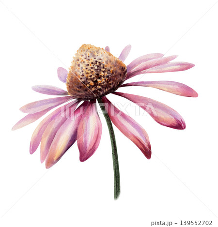 Echinacea flower head in realistic watercolor. Pink coneflower for immune system supplement packaging, cold remedy syrup label, organic homeopathic medicine branding and botanical apothecary art 139552702
