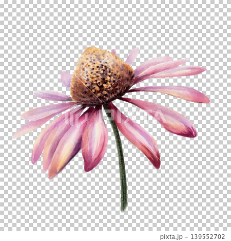 Echinacea flower head in realistic watercolor. Pink coneflower for immune system supplement packaging, cold remedy syrup label, organic homeopathic medicine branding and botanical apothecary art Echinacea flower head in realistic watercolor. Pink coneflower for immune system supplement packaging, cold remedy syrup label, organic homeopathic medicine branding and botanical apothecary art 139552702