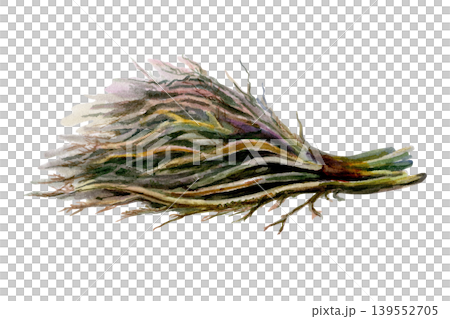 Licorice root bundle in watercolor. Dried medicinal liquorice herbs for organic cough syrup packaging, pharmacy tincture label design, homeopathy supplement branding and botanical apothecary art Licorice root bundle in watercolor. Dried medicinal liquorice herbs for organic cough syrup packaging, pharmacy tincture label design, homeopathy supplement branding and botanical apothecary art 139552705