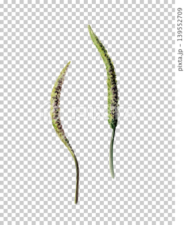 Plantain flower spikes in watercolor. Medicinal plantago herb for organic cough syrup packaging, herbal remedy label design, homeopathic supplement branding and botanical apothecary graphics Plantain flower spikes in watercolor. Medicinal plantago herb for organic cough syrup packaging, herbal remedy label design, homeopathic supplement branding and botanical apothecary graphics 139552709