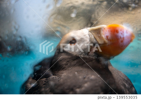 水滴越しに見つめるエトピリカ 139553035
