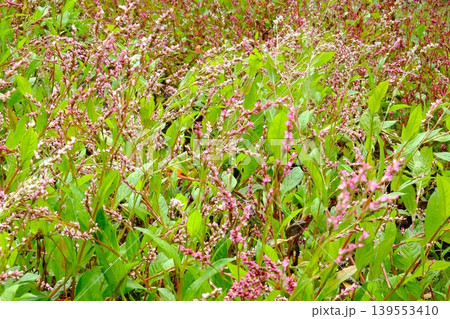【神奈川県】ピンクの藍の花咲く畑 139553410