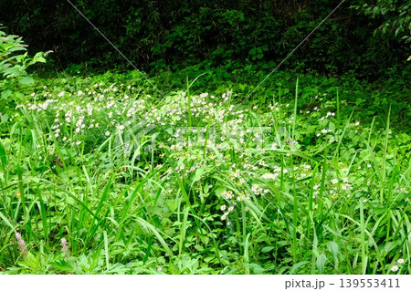 【神奈川県】群生する野菊の花 139553411