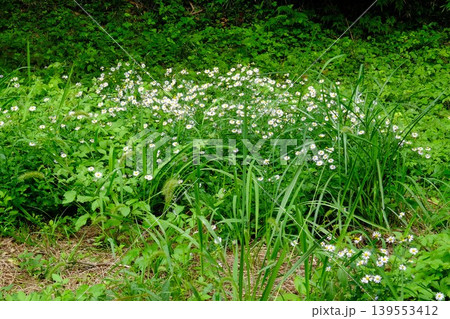 【神奈川県】群生する野菊 【神奈川県】群生する野菊 139553412
