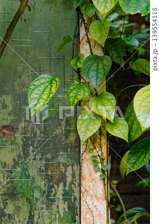 Vine Climbing Abandoned Mossy Patterned Glass Window in Taiwan Vine Climbing Abandoned Mossy Patterned Glass Window in Taiwan 139554118