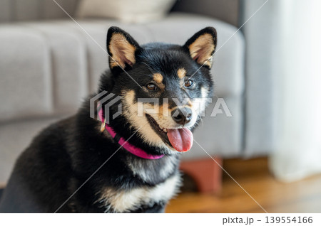 Close-up portrait of a black Shiba Inu dog with a pink collar sitting indoors. 139554166