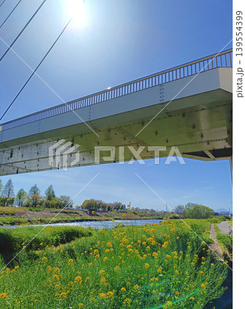 菜の花と青空に囲まれた大橋 菜の花と青空に囲まれた大橋 139554399