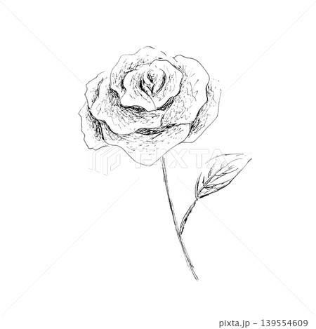 薔薇の花 薔薇の花 139554609