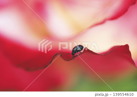 花びらのふちにいる小さな甲虫 139554610