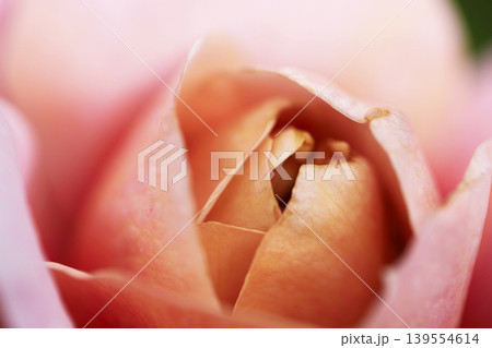 花壇に咲いた淡いピンク色のバラ 139554614