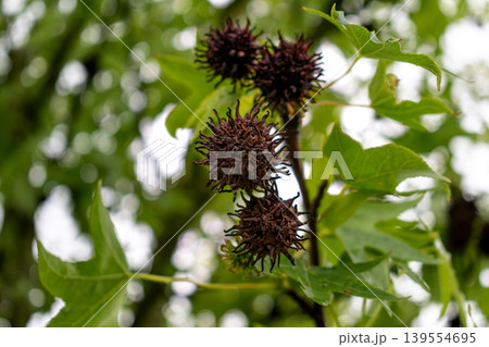 Sweetgum, liquidambar tree or copalm balsam with springtime foliage and seeds, altingiaceae 139554695