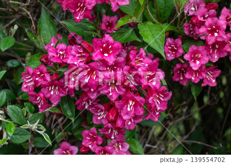 Weigela florida bristol ruby, flowers, caprifoliaceae Weigela florida bristol ruby, flowers, caprifoliaceae 139554702