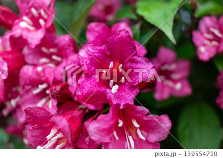 Weigela florida bristol ruby, flowers, caprifoliaceae Weigela florida bristol ruby, flowers, caprifoliaceae 139554710