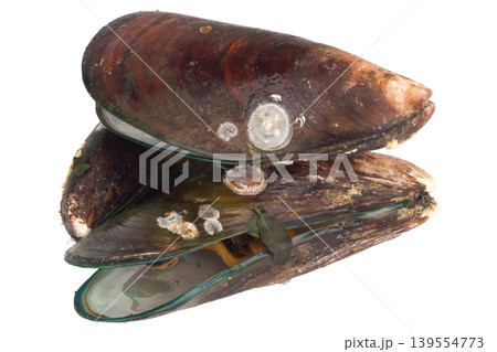 mussels isolated on white background mussels isolated on white background 139554773