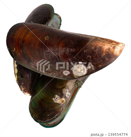 mussels isolated on white background mussels isolated on white background 139554774