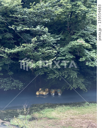 Misty forest scene with dense foliage and river creating serene natural landscape background Misty forest scene with dense foliage and river creating serene natural landscape background 139554863