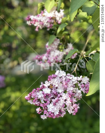 Blooming lilac flowers in spring garden against lush green foliage, perfect for background Blooming lilac flowers in spring garden against lush green foliage, perfect for background 139554864