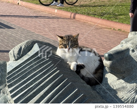 Cat relaxing on outdoor stone sculpture under sunlight near walking path background Cat relaxing on outdoor stone sculpture under sunlight near walking path background 139554880