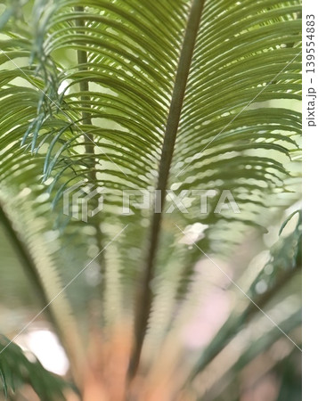Palm leaf pattern with sunlight shining through, creating a natural green abstract background Palm leaf pattern with sunlight shining through, creating a natural green abstract background 139554883