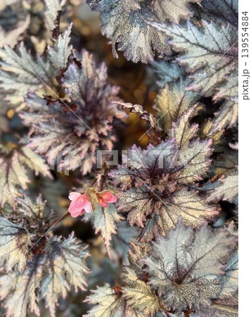 Beautiful pink begonia flowers surrounded by vibrant, textured leaves as nature background Beautiful pink begonia flowers surrounded by vibrant, textured leaves as nature background 139554884