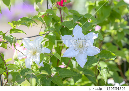 クレマチスの花 白色 初夏 5月 イメージ クレマチスの花 白色 初夏 5月 イメージ 139554893