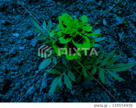 植物, 花, 自然, 葉, 緑色, 夏, 風景, 屋外, 畑, 園芸, 黄色, ガーデニング, 花び 植物, 花, 自然, 葉, 緑色, 夏, 風景, 屋外, 畑, 園芸, 黄色, ガーデニング, 花び 139554936